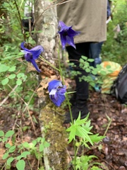 Delphinium menziesii