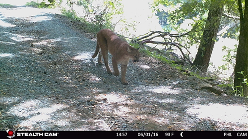 iNaturalist observation photo of Mountain Lion