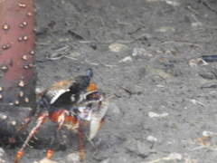 Goniopsis pelii
