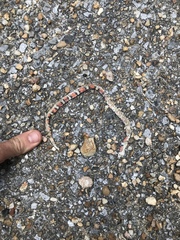 Cemophora coccinea copei