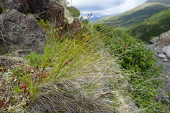Carex myosuroides