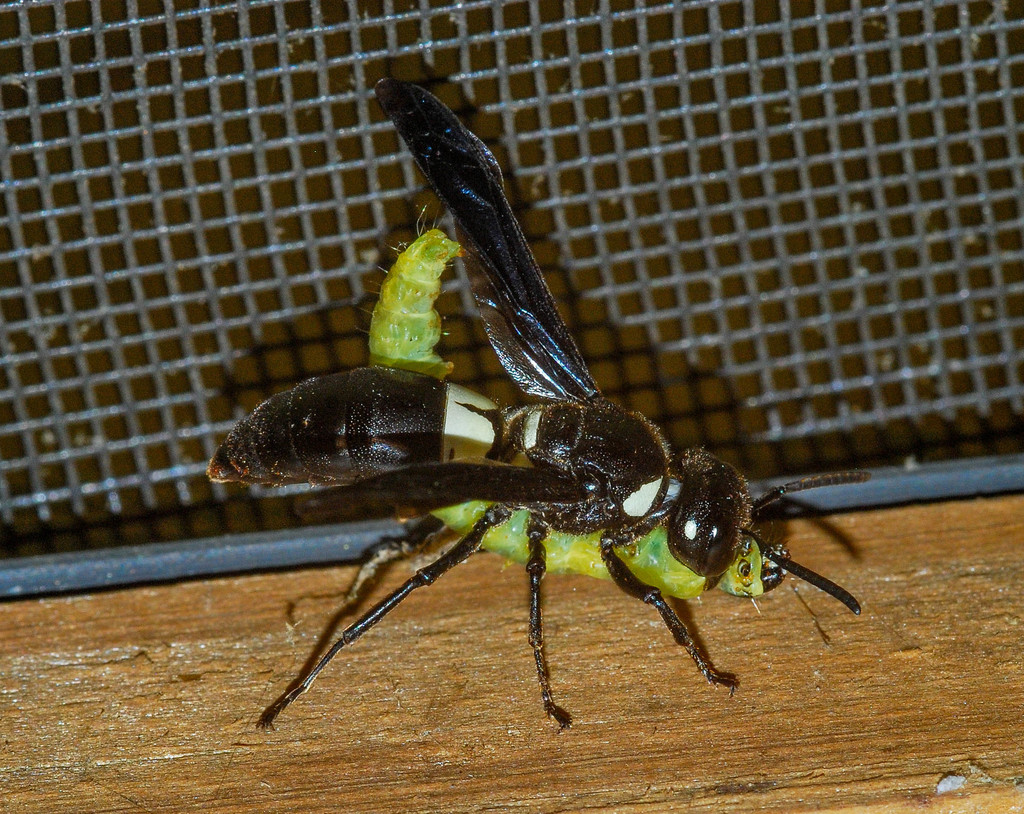 Euodynerus bidens