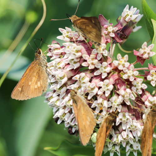 Photo of Broad-winged Skipper (Poanes viator)