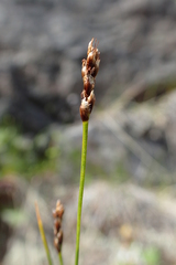 Carex myosuroides