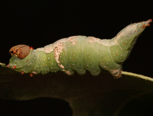 arthropods