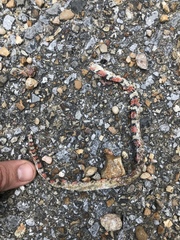 Cemophora coccinea copei