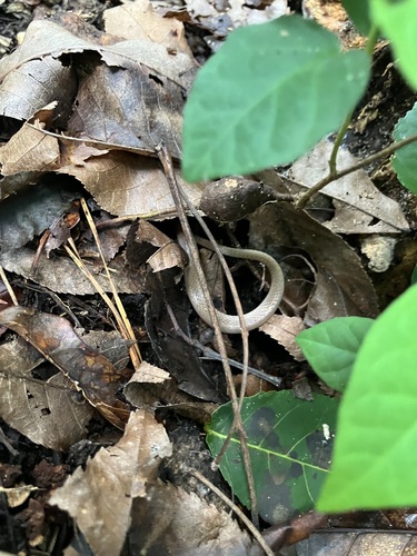 Florida Crowned Snake