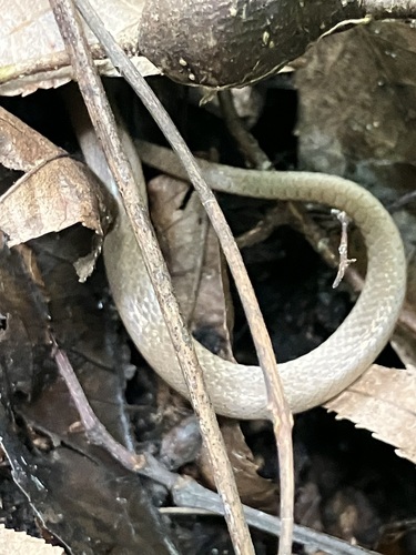 Florida Crowned Snake