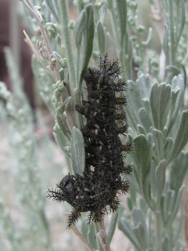 Sagebrush Sheep Moth