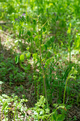 Lathyrus gmelinii