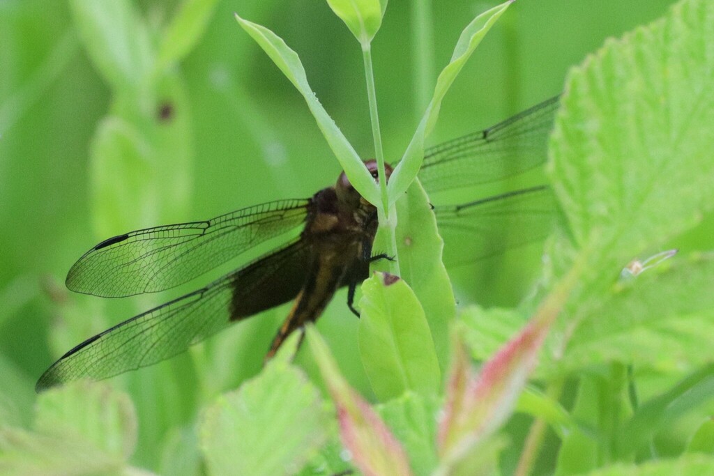 Widow Skimmer