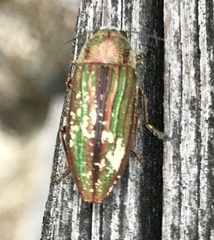 Buprestis striata