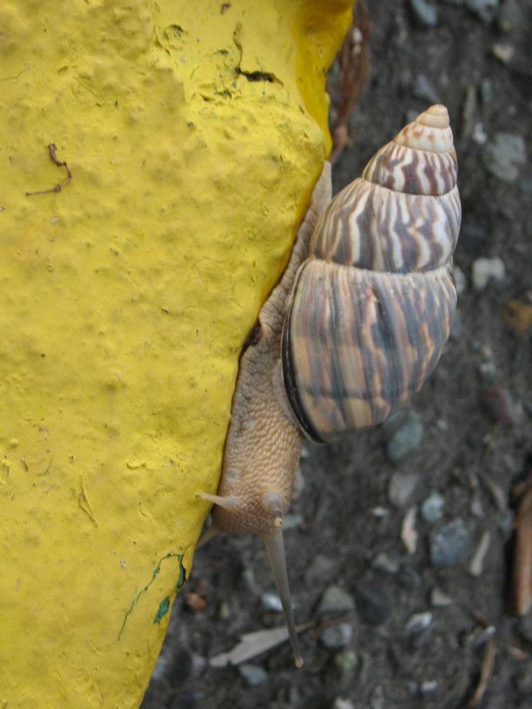 Orthalicus undatus