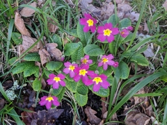 Primula vulgaris rubra