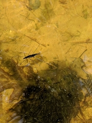 Aquarius conformis