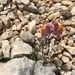 Linaria aeruginea pruinosa - Photo (c) Rebecca Stubbs, osa oikeuksista pidätetään (CC BY-NC), lähettänyt Rebecca Stubbs