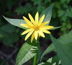 Verbesina helianthoides