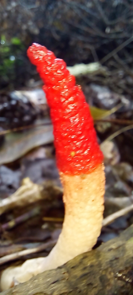 Mutinus argentinus · June 2024 · photo: © abrub (iNaturalist, cc-by-nc)