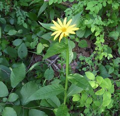 Verbesina helianthoides