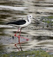 Himantopus himantopus