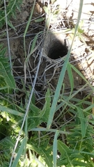 Acanthus dioscoridis