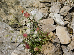 Aceria galiobia