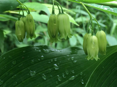 Polygonatum biflorum commutatum