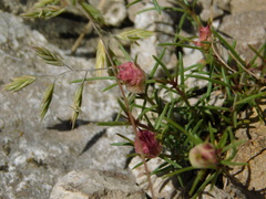 Aceria galiobia