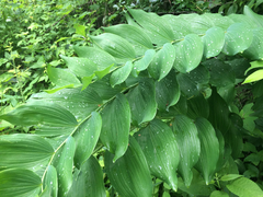 Polygonatum biflorum commutatum