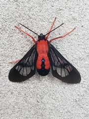 Cosmosoma myrodora