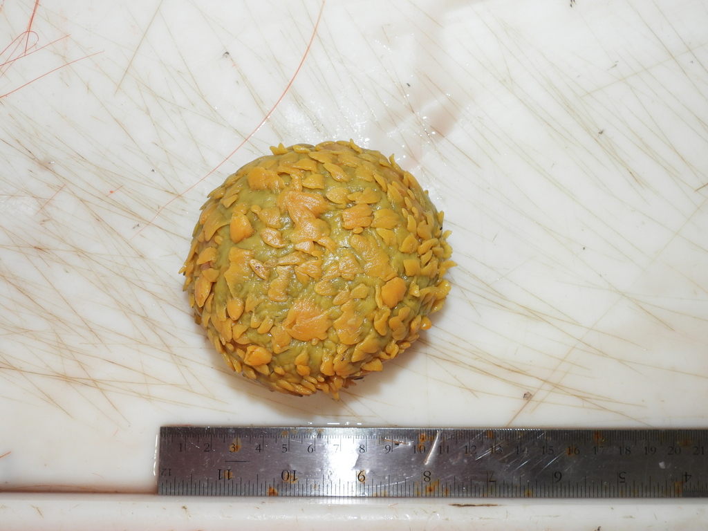 Sphaerotylus capitatus