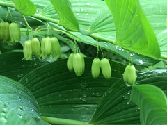 Polygonatum biflorum commutatum