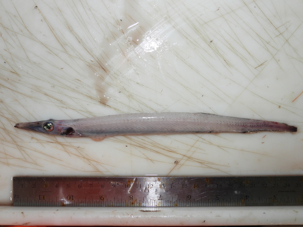 Spotted Barracudina