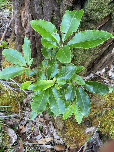 Cheirodendron trigynum observed 2024-06-26