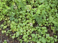 Pyrola asarifolia