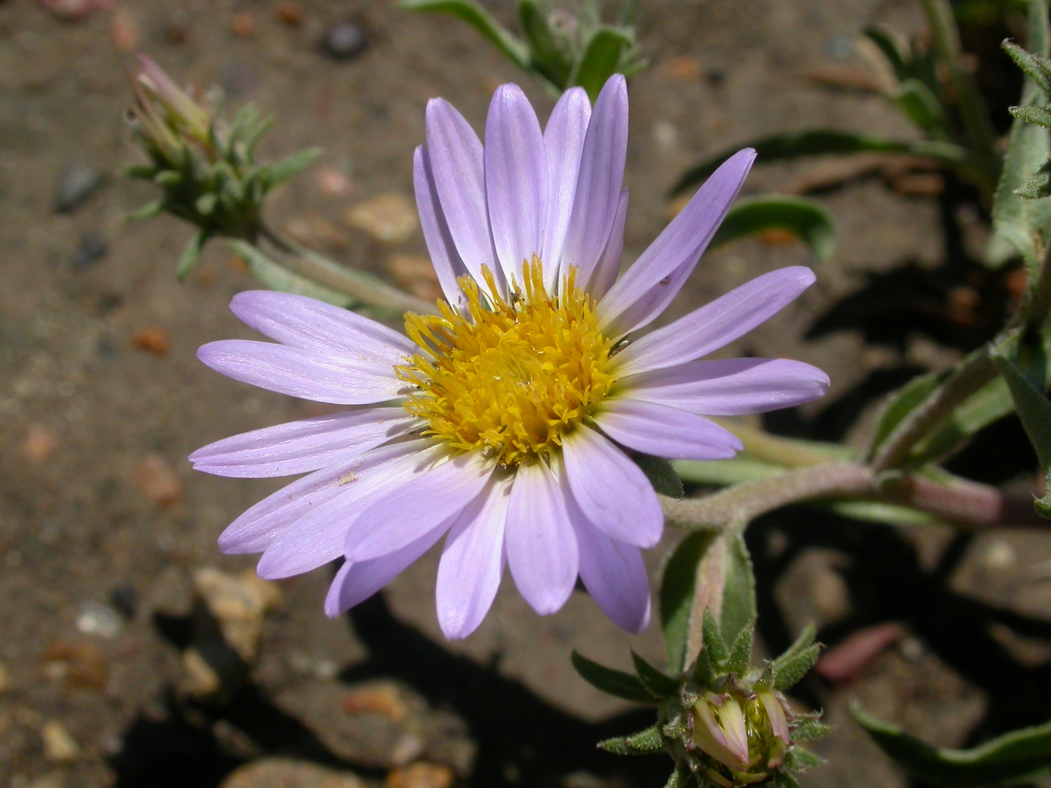 Machaeranthera