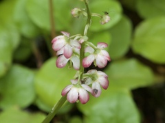 Pyrola asarifolia