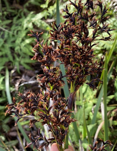Machaerina angustifolia observed 2024-06-26