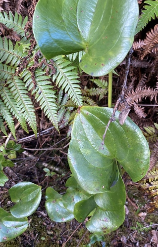 Smilax melastomifolia observed 2024-06-26