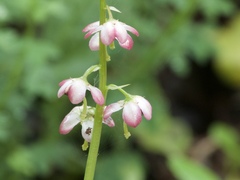Pyrola asarifolia