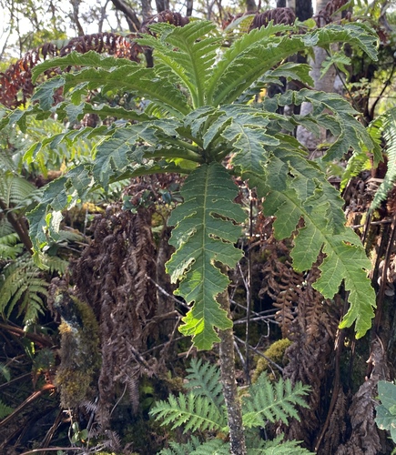 Cyanea solanacea observed 2024-06-26