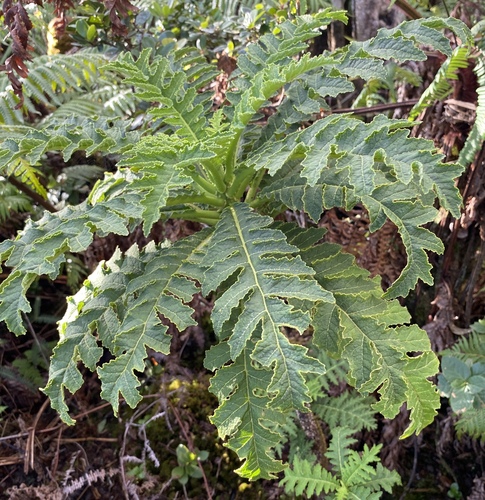 Cyanea solanacea