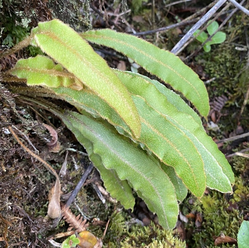 Elaphoglossum paleaceum observed 2024-06-26