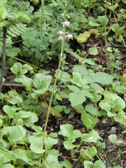 Pyrola asarifolia