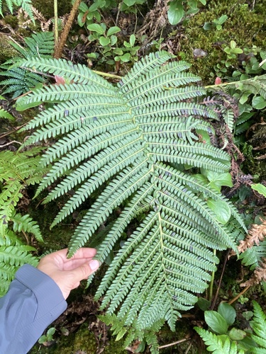 Sadleria cyatheoides observed 2024-06-26