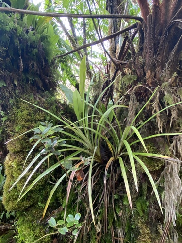 Astelia menziesiana observed 2024-06-26