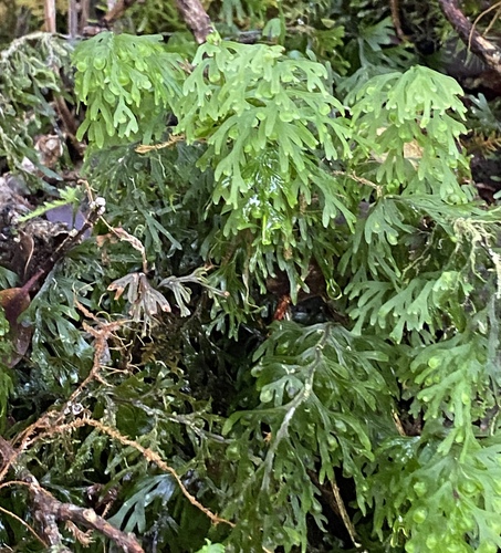 Hymenophyllum recurvum observed 2024-06-26