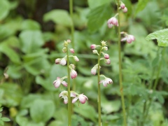 Pyrola asarifolia