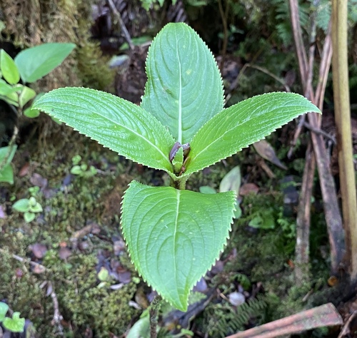 Hydrangea arguta observed 2024-06-26