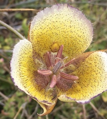 Calochortus weedii intermedius